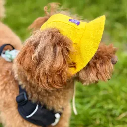 Панама для собак Hat-Dog жовта (XL) - мініатюра 7