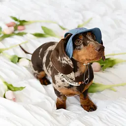 Панама для собак Hat-Dog Джинс (XL) - мініатюра 2