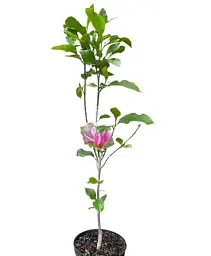 Магнолія Agro-Market Amethyst Flame щеплена 4-річна висота 120-150 см 1 саджанець в упаковці (152750) - мініатюра 3