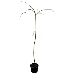 Карагана деревоподібна на штамбі Walker Pendula С5, висота 130-150 см (184539) 1 саджанець в упаковці