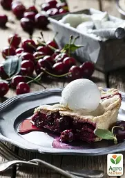 Саджанець Agro-Market Вишня Відродження (літній сорт, ранній термін дозрівання) 1 шт. в упаковці (35902) - мініатюра 3