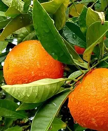 Саджанець Agro-Market Апельсин Гамлін (44381) 1 шт. в упаковці - мініатюра 3