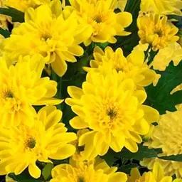 Хризантема букетна зрізувальна "Zembla Yellow" (152956) 1 саженец