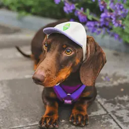 Бейсболка для собак Hat-Dog Sims лавандова (S) - мініатюра 2