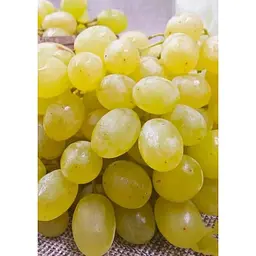 Саджанець Agro-Market Виноград Первозванний (ранній термін дозрівання, стійкий сорт не сприйнятливий до хвороб) 1 шт. в упаковці (25525) - мініатюра 4