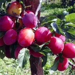 Саджанець Agro-Market Слива Ренклод Альтана (літній сорт, середній термін дозрівання) 1 шт. в упаковці (15792) - мініатюра 5