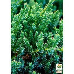 Саджанець Agro-Market Ялівець лускатий Blue Carpet горщик Р9 (25051) - мініатюра 5