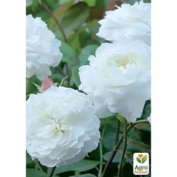 Троянда англійська Agro-Market Glamis Castle саджанець класу АА+ вищий сорт 1 шт. в упаковці (37075) - мініатюра 2