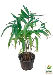 Саджанець Agro-Market Хасмантіум широколистий Uniola latifolia С1, 1 шт. в упаковці (182767) - мініатюра 2
