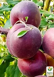 Саджанець Agro-Market Абрикос Мелітопольський чорний (літній сорт, середнього терміну дозрівання) 1 шт. в упаковці (71670) - мініатюра 2