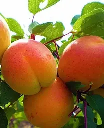 Саджанець Agro-Market Абрикос Наслаждение® (літній сорт, середньо-пізній термін дозрівання) (46280) 1 шт. в упаковці - мініатюра 2