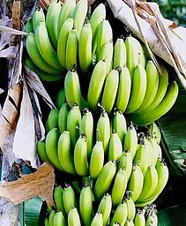 Саджанець Agro-Market Банан карликовий яскраво-жовтого кольору Сальвадор (Salvador) (преміальний, високоврожайний, солодкий сорт) (47710) 1 шт. в упаковці - мініатюра 3