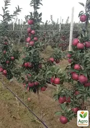 Саджанець Agro-Market Яблуня червоном'яса Ред Мун (Red Moon) (літній сорт, середній термін дозрівання) 1 шт. в упаковці (182867) - мініатюра 3