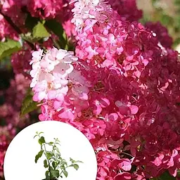 Гортензія волотиста 2-річна "Fraise Melba" висота саджанця 20-30см (186196) 1 саженец - мініатюра 4