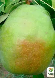 Саджанець Agro-Market Груша Смарагдова (зимовий сорт, пізній термін дозрівання) 1 шт. в упаковці (39892) - мініатюра 2