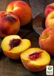 Саджанець Agro-Market Персик колоновидний жовтий з темно-червоним рум'янцем Успішний Джош (Successful Josh) (преміальний високоврожайний середньостиглий сорт) 1 шт. в упаковці (45789) - мініатюра 2