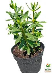 Саджанець Agro-Market Кориця Колумбійська 1 шт. в упаковці (182174) - мініатюра 4