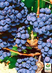 Саджанець Agro-Market Виноград Мускат Блау (винний сорт) 1 шт. в пакуванні (48703) - мініатюра 2