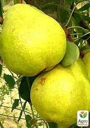 Саджанець Agro-Market Груша Золотоворотська (зимовий сорт, пізній термін дозрівання) 1 шт. в упаковці (15814) - мініатюра 3