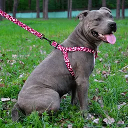 Шлея для собак BronzeDog Urban L нейлон кісточки рожевий 58-71 см 72/1332 - мініатюра 2