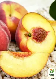 Саджанець Agro-Market Нектарин Фентезі (лисий персик, осінній сорт, пізній термін дозрівання) 1 шт. в упаковці (21367) - мініатюра 4