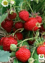 Саджанець Agro-Market Полуниця Ерос (середній термін дозрівання) 5 шт. в пакуванні (37306) - мініатюра 3