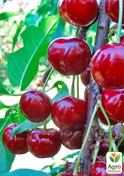 Саджанець Agro-Market Черешня Вінка (літній сорт, середній термін дозрівання) 1 шт. в упаковці (177324) - мініатюра 2