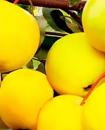 Саджанець Agro-Market Яблуня Голден Делішес Рейнджерс (зимовий сорт, пізній термін дозрівання) (36528) 1 шт. в упаковці - мініатюра 3