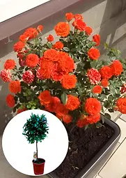 Троянда штамбова Agro-Market Royal Oranje квітуча 3-х річна укорінений саджанець у горщику (152286) - мініатюра 3