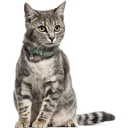 Нашийник для котів BronzeDog Barksi Classic Море шкіряний одинарний з срібним тисненням 2XS 18-25х1 см ментоловий - мініатюра 4