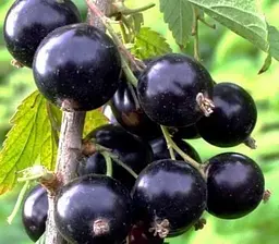 Саджанець Agro-Market Смородина чорна Казкова (Fabulous) преміальний високоврожайний сорт, середньо-пізнього терміну дозрівання) 1 шт. в пакуванні (51182) - мініатюра 2
