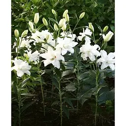 Цибулина Agro-Market Лілія Махрова Lotus Beauty (183891) 1 шт. - мініатюра 2