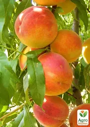 Саджанець Agro-Market Персик Улюбленець (літній сорт, среднепозднего терміну дозрівання) 1 шт. в упаковці (25746) - мініатюра 3