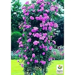 Саджанець Agro-Market Троянда плетиста Вейлченблу (клас АА +) вищий сорт (20978) 1 шт. - мініатюра 2