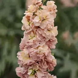 Насіння матіоли Колумн Апрікот (Column Apricot) - мініатюра 2