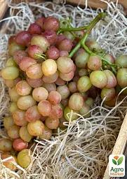 Саджанець Agro-Market Виноград Смешарики (великий, соковитий яскраво виражений мускат) 1 шт. в пакуванні (71640) - мініатюра 3