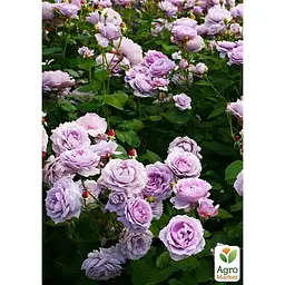 Троянда флорибунда Agro-Market Novalis саджанець класу АА+ 1 шт. в контейнері (180854) - мініатюра 2