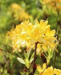 Рододендрон Agro-Market Sweet Yellow гібридний ароматний 4-х річний висота 45-55 см з Нідерландів 1 саджанець в упаковці (185123) - мініатюра 3