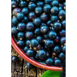 Саджанець Agro-Market Смородина чорна Ніва (середній термін дозрівання) 1 шт. в упаковці (46287) - мініатюра 2