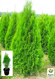 Саджанець Agro-Market Туя 3-річна західна Smaragd S3 висота 40-60 см 1 шт. в упаковці (62794) - мініатюра 2