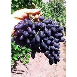 Саджанець Agro-Market Виноград Пам'яті Негруля (середньо-пізній термін дозрівання, морозостійкість до -25⁰С) 1 шт. в упаковці (20049) - мініатюра 3