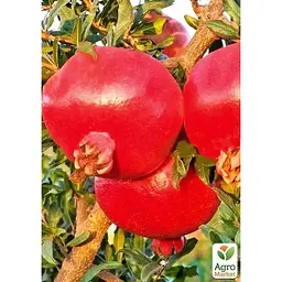 Саджанець Agro-Market Гранат садовий 3-х річний Велес (висота саджанця 90-120 см) (179135) 1 шт. - мініатюра 2