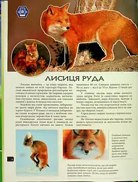 4D Книга Тварини України - мініатюра 2