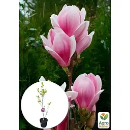 Саджанець Agro-Market Магнолія щеплена 4-річна суланжа Satisfaction (висота 60-80 см) (152755) 1 шт. в упаковці - мініатюра 3