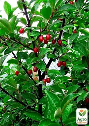 Саджанець Agro-Market Гумі серебристолистий Червоні перли (Red pearl) 1 шт. в пакуванні (25579) - мініатюра 2