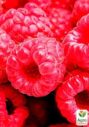 Саджанець Agro-Market Малина Феномен (середній термін дозрівання, великоплідний сорт з яскраво вираженим смаком і ароматом) 2 шт. в пакуванні (24599) - мініатюра 2