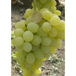 Саджанець Agro-Market Виноград Ванюша (ранньо-середній термін дозрівання, грона дуже великі до 1,5 кг) 1 шт. в упаковці (25522) - мініатюра 3