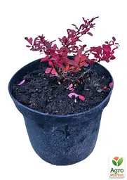 Саджанець Agro-Market Барбарис Тунберга 3-х річний Atropurpurea Nana С3, висота саджанця від 25см (175131) - мініатюра 6