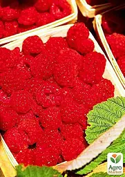 Саджанець Agro-Market Малинове дерево Королівська влада (преміальний сорт) 1 шт. в пакуванні (44444) - мініатюра 3
