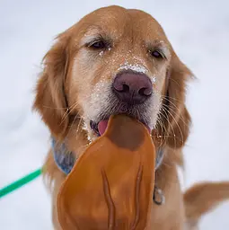 Натуральні ласощі для зубів собак WHIMZEES Dental Treats Veggie Ear, 1 шт. L - мініатюра 3